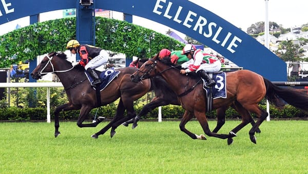 Provence seeking fairytale ending at Trentham