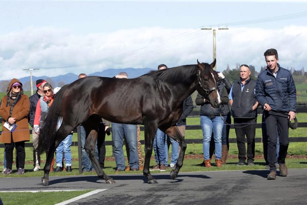 Video: Valachi Downs