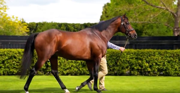 Kiwi Bred Season 8, Episode 1