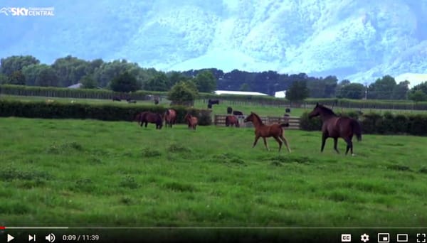 Video: Karaka Yearling Sale Preview – Part 2