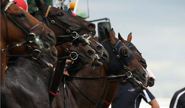 WATCH: The 2020 edition of Road To Karaka