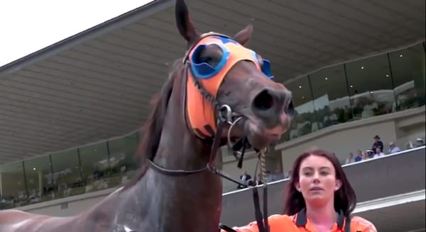 VIDEO: Bonecrusher New Zealand Stakes