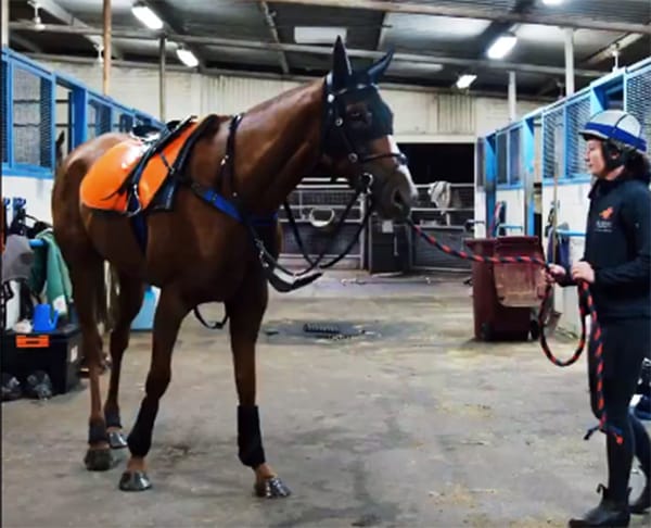 WATCH: Te Akau Shark