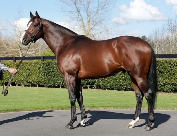 Auckland stallion parades on August 29