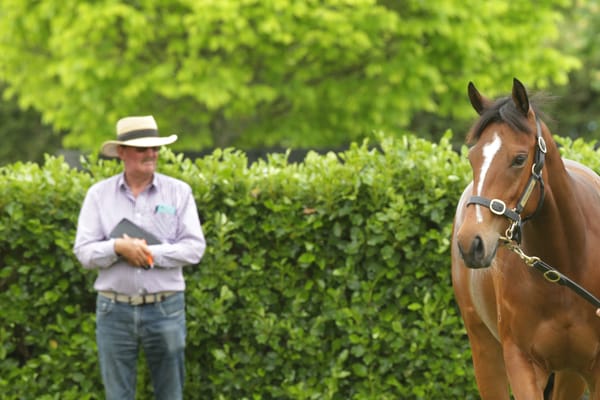 Auckland/Waikato Yearling Tour
