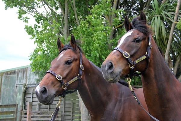 Legends on show at Te Rapa