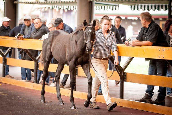 Entries Open for 2024 National Weanling Sale