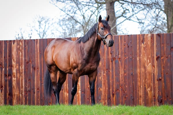 Cambridge Stud Shuttler Hello Youmzain Sires First Winner