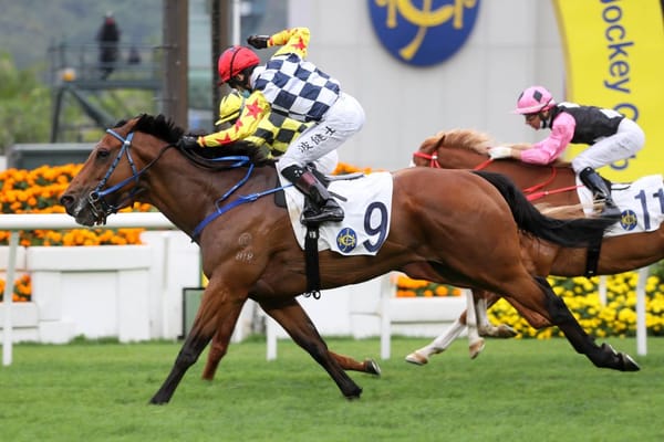 New Star for Matamata breeders