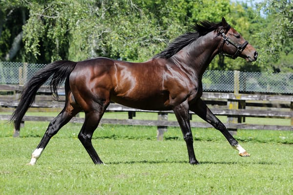 Strong demand for Satono Aladdin yearlings