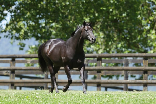 Savabeel heads Waikato Stud stallion roster