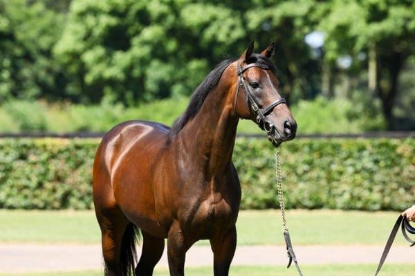 Books full for LA stallions