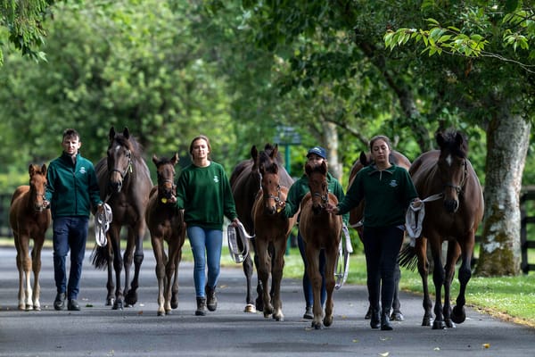 Applications open for Irish National Stud scholarship