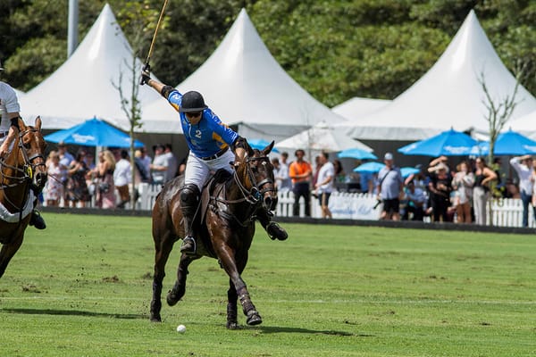 New consigners at NZB Ready To Run Sale - KB Bloodstock