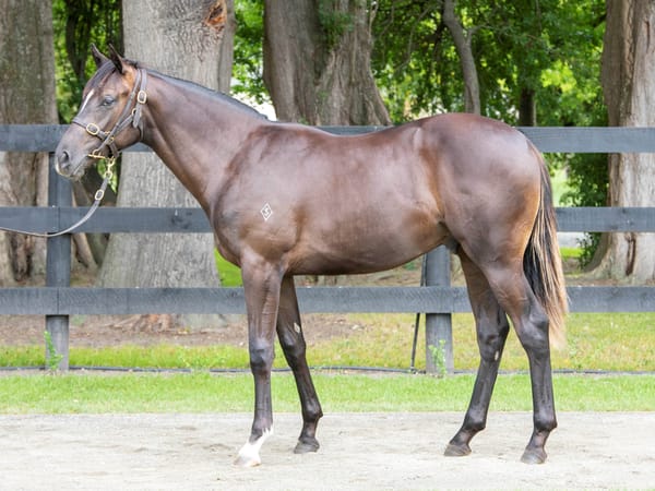 Wigley excited by 2022 Karaka yearling sale draft