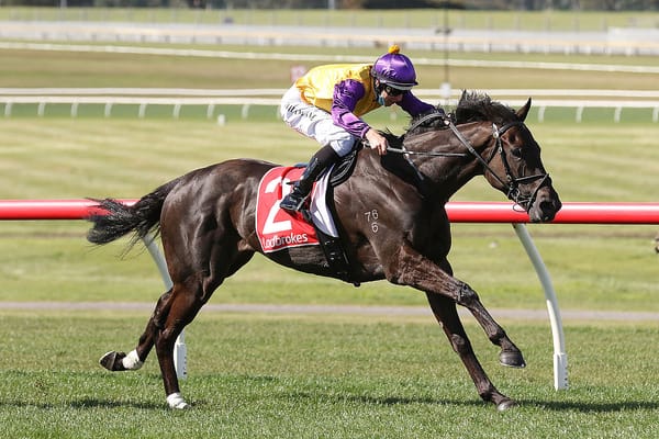 Elephant gearing up for Melbourne spring