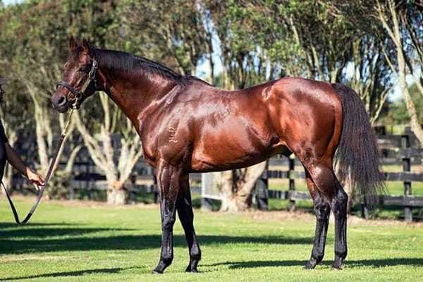 Flying Ace remains unbeaten