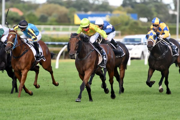 Wood having plenty of fun with promising gelding