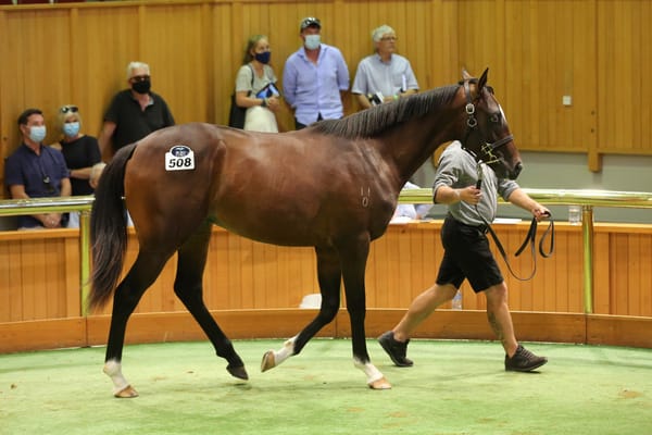 Arrowfield takes share in $900,000 Kingsclere colt