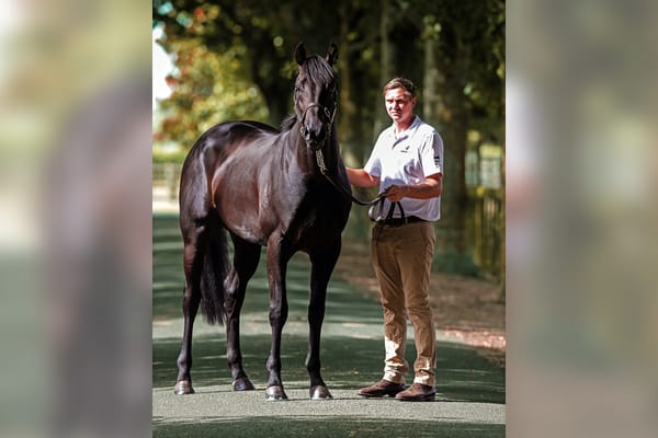 Noverre to stand at Waikato Stud