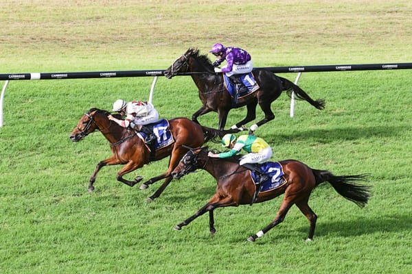 Auckland Cup placegetters bow out
