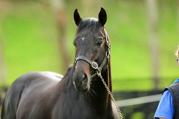 Isdale hoping Big Story lives up to his name