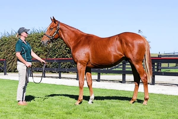 Emerging Sires Shine in Online Yearling Sale