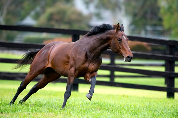 Ghibellines heads White Robe roster