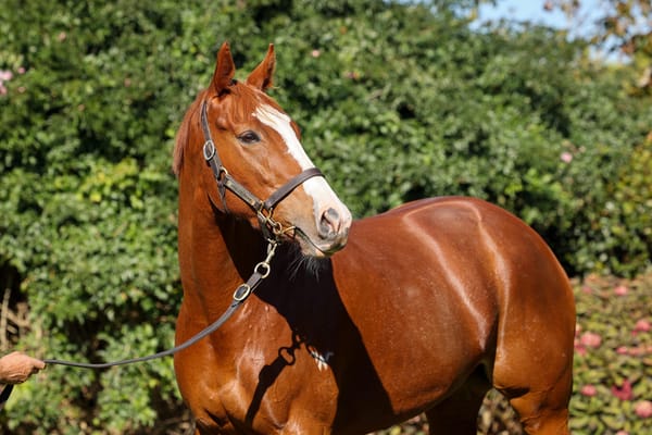 Miss Tycoon Rose to sell Monday