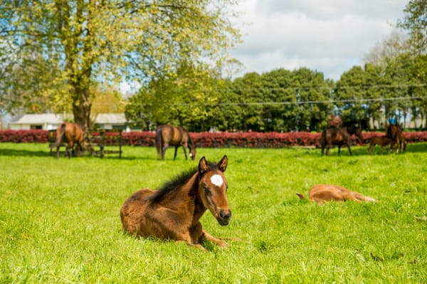 Petagnas to put new stamp on Valachi Downs