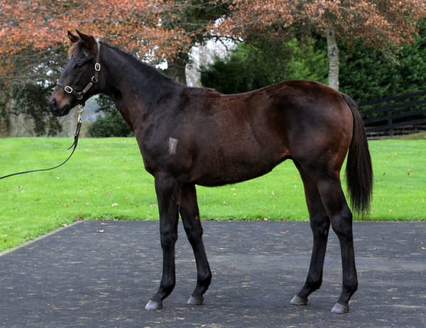 Valachi Downs proving popular at Karaka