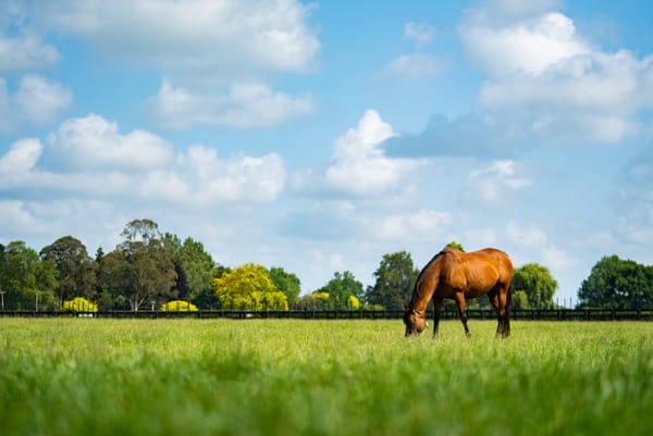 Pencarrow Stud’s annual reduction continues online