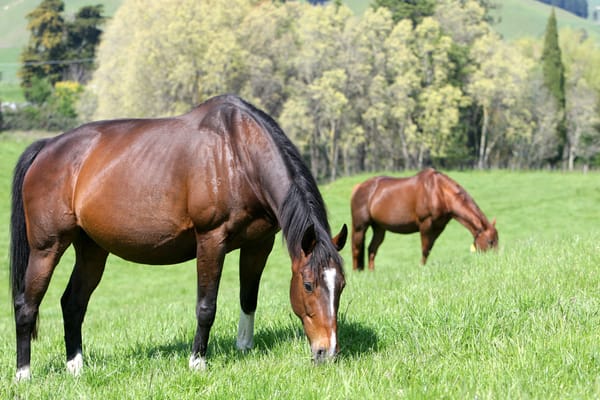 NZTBA session: Preparing mares for the breeding season