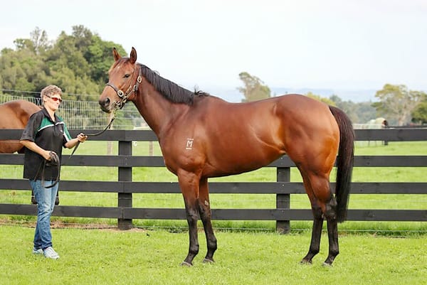 National Online Breeding Stock Sale locked in for July