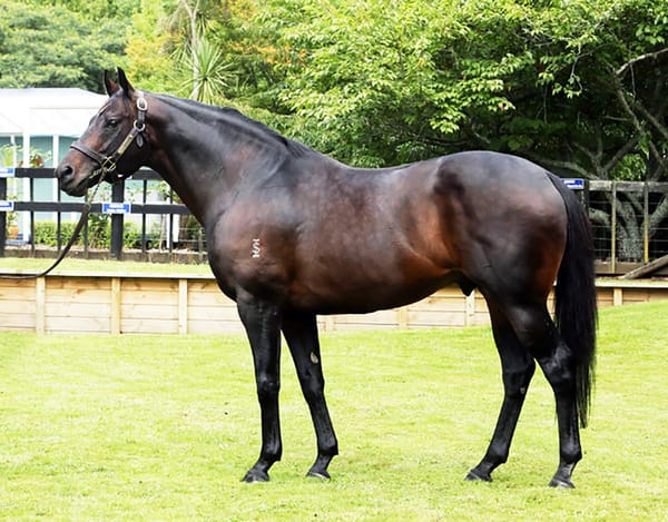 2022 Waikato stallion tour