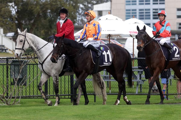 Bosson has kept close tabs on Tarzino mount