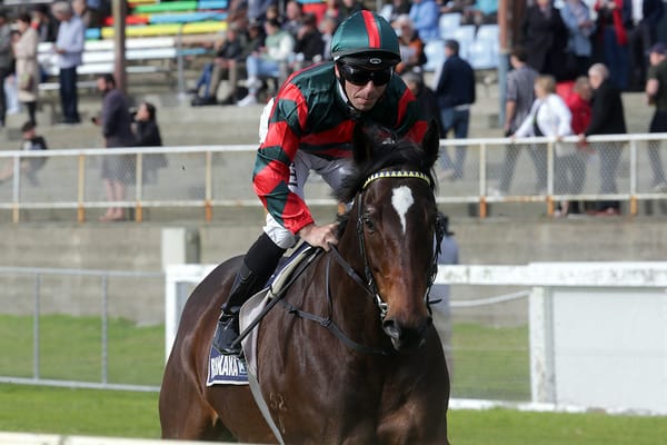 Dragon Leap back in NZ