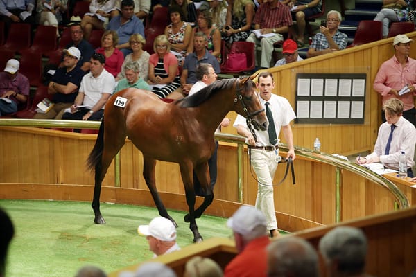A New Zealand-bred lens on the Melbourne Cup