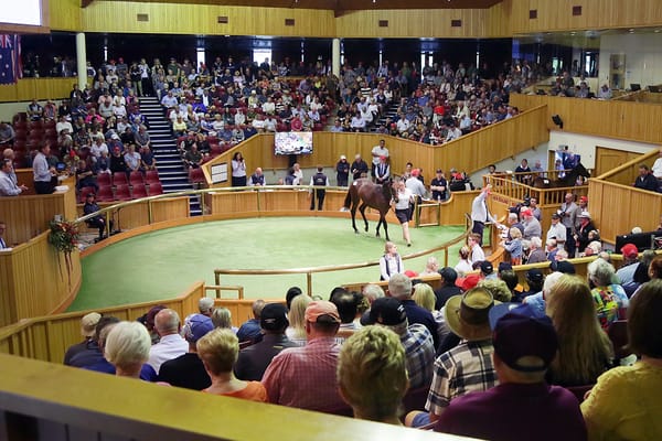 Stage Set for Special Karaka 2023