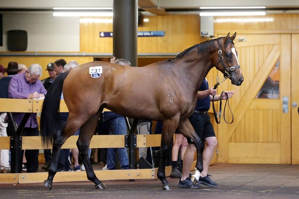 Williams digs deep for colt at Karaka