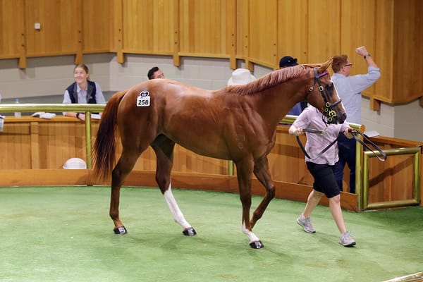 Capitalist colt destined for Hong Kong