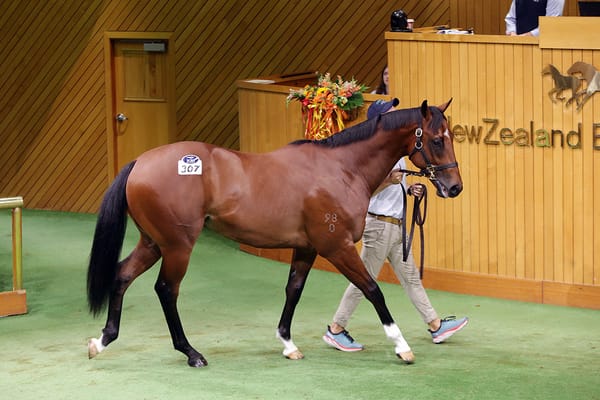 Williams hellbent on quality colt