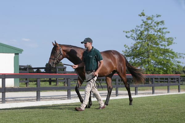 Karaka 2023 parade schedule