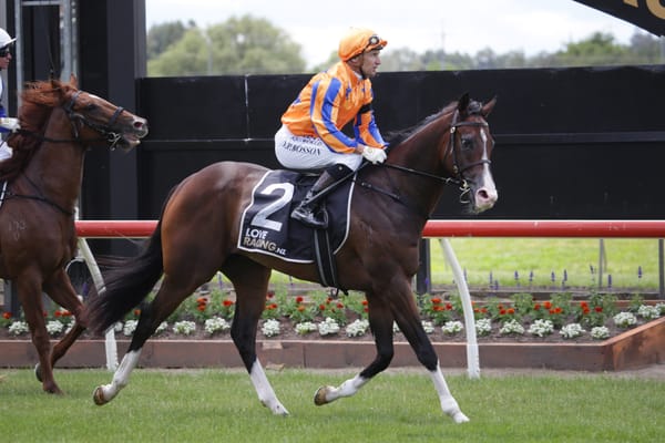 <strong>Tokyo Tycoon goes to top of the Te Akau class</strong>