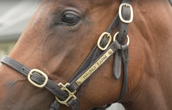 VIDEO: Haunui Farm Karaka 2023 preview