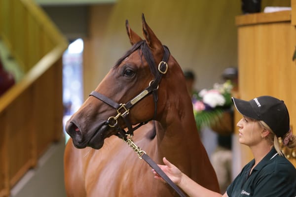 <strong>Ellis on top of the world at Karaka</strong>