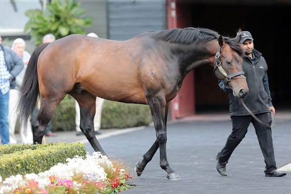 Tarzino set to build on flying start