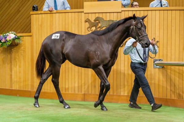 Final Session Finishes Karaka 2023 on a High