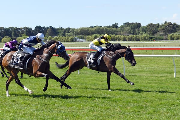 Taranaki Cup test for local mare