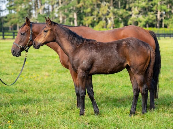 Six broodmare packages first up in Cambridge Stud’s annual reduction